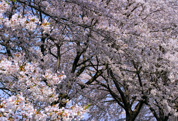 春の桜並木