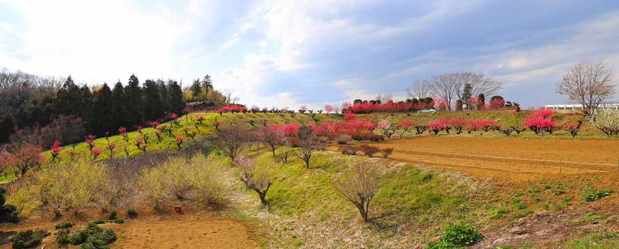 花桃の丘 の画像 2 061 件の Stock 写真 ベクターおよびビデオ Adobe Stock