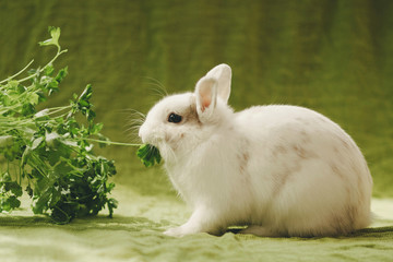 White rabbit on green background