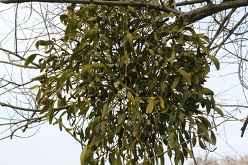 Green Mistletoe is a symbol of Christmas