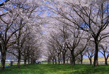 Fototapeta premium 春の桜並木