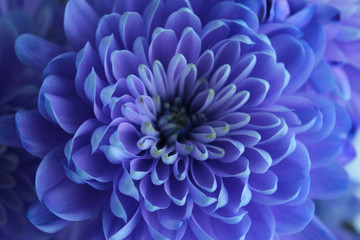 Violet, blue and pink chrysanthemum. A bouquet of chrysanthemums. Chrysanthemum Flower Close up