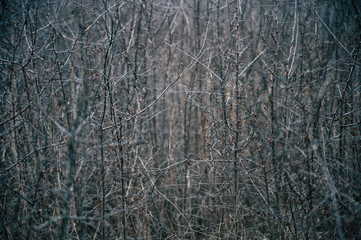 grunge background, thorn bushes, bare branches of bushes