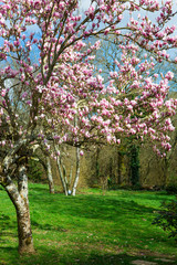 Naklejka premium Magnolia à l'entrée du printemps