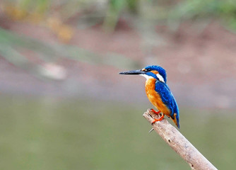 Common Kingfisher