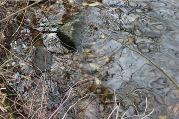 Ice melted in early spring. The water is clear and cold. Mossy stones lie on the shore.  The stones are at the bottom.
