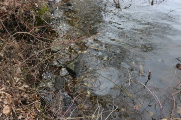 Ice melted in early spring. The water is clear and cold. Mossy stones lie on the shore. The stones are at the bottom.