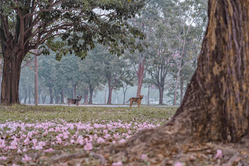Beautiful blooming pink flower fall on ground with two dog under tree in the morning.Tabebuya, Chompoo pantip.