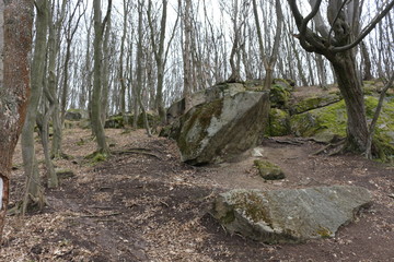 Huge moss-covered boulders lie on the slopes of the forest.