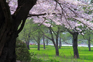 春の桜並木