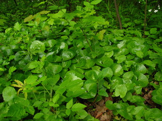 background of green leaves