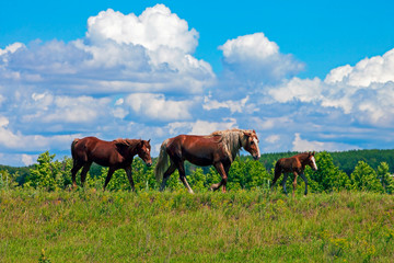 Fototapeta na wymiar horses graze on a meadow against the blue sky with snow-white clouds