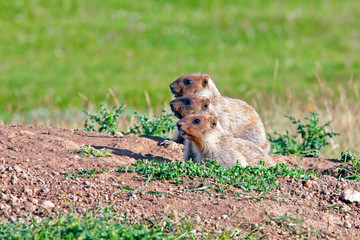 Naklejka na ściany i meble young funny marmots peeking out of the hole on a sunny warm day, Groundhog Day