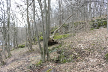 Trees grow on rocks in mountainous terrain. One tree fell from a strong wind. Spring landscape