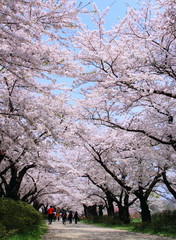 Obraz premium 春の桜並木