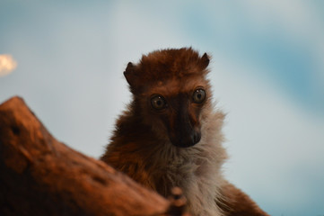 Blue Eyed Lemur