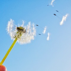 Symbol of spring. Dandelion with flying seeds against blue sky. Bottom view.