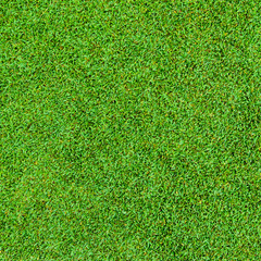 Fototapeta premium Background and texture of Beautiful green grass pattern from golf course
