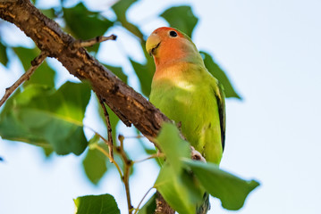 Rosy-faced lovebird or Agapornis roseicollis perches on branch close up