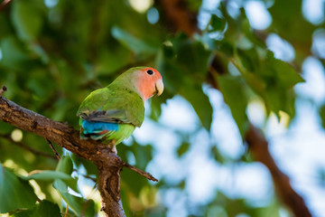 Rosy-faced lovebird or Agapornis roseicollis perches on branch close up