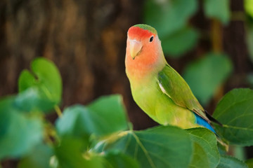 Rosy-faced lovebird or Agapornis roseicollis perches on branch close up