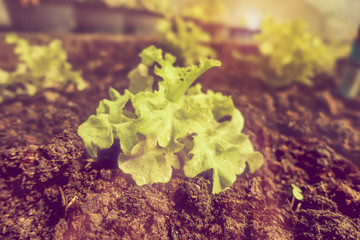 Light shines on the green oak vegetable plot
