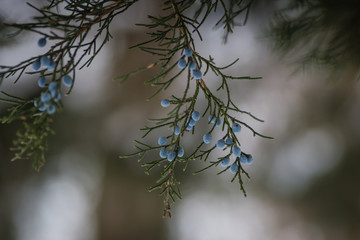 Pine tree with snow on in with seed on branch