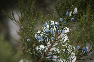 Pine tree with snow on in with seed on branch