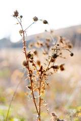 Closeup photo of plants in the sunlight