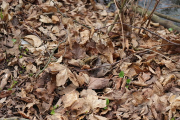 A frog sits in dry foliage in early spring.The frog is perfectly disguised.