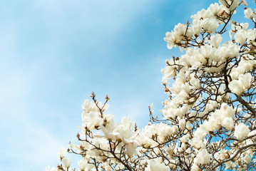 青空とハクモクレン