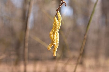 branch of tree in spring with yellow beautiful catkins at the sunny day with selective focus and blurred spring background. Green catkins with pollen on the birch twig. Allergic spring blossom 