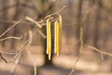 branch of tree in spring with yellow beautiful catkins at the sunny day with selective focus and blurred spring background. Green catkins with pollen on the birch twig. Allergic spring blossom 