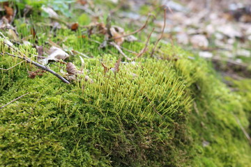 Colorful moss grows on a stone. The modest charm of early spring.