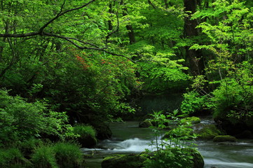 Obraz premium 新緑の奥入瀬渓流
