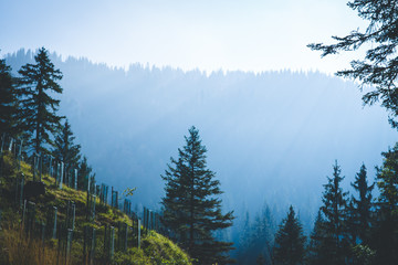 Misty mountain forest