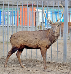a deer with horns is in the pen behind the bars of the zoo
