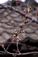 조금있으면 벚꽃이 필거야