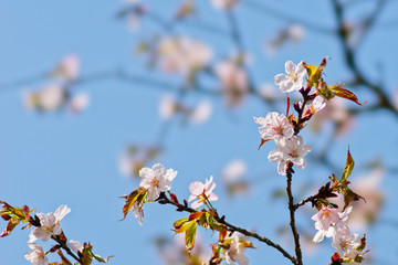 Sakura flowers Japanese cherry blossoms