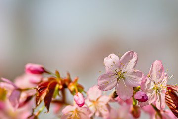 Sakura flowers Japanese cherry blossoms