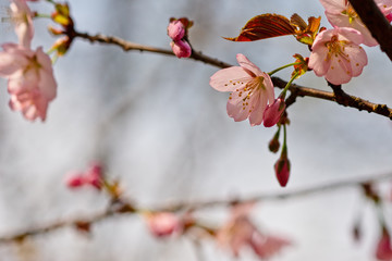 Sakura flowers Japanese cherry blossoms