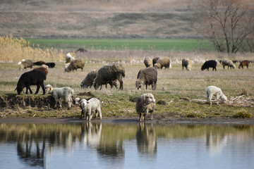 sheep, grass, field, animal, farm, agriculture, landscape, nature, herd, pasture, grazing, cattle, animals, green, countryside, lamb, rural, livestock, meadow, sky, mammal, white, flock, cows, farming