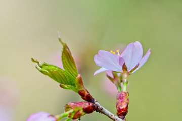 Sakura flowers Japanese cherry blossoms