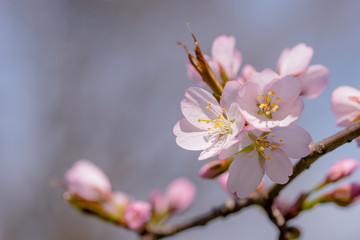 Sakura flowers Japanese cherry blossoms