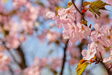Sakura flowers Japanese cherry blossoms