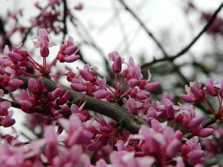 flower, spring, tree, blossom, nature, pink, bloom, plant, branch, flowers, cherry, green, garden, blooming, red, flora, beauty, petal, season, sakura, beautiful, bud, summer, leaf, floral