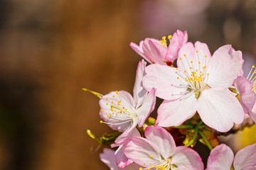 Sakura flowers Japanese cherry blossoms