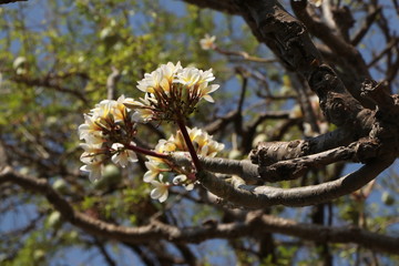 Plumeria