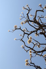 Plumeria