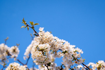 Cherry blossoms against a blue sky. Copy space. Cherry blossoming time. Spring weather. Spring card with cherry branch.